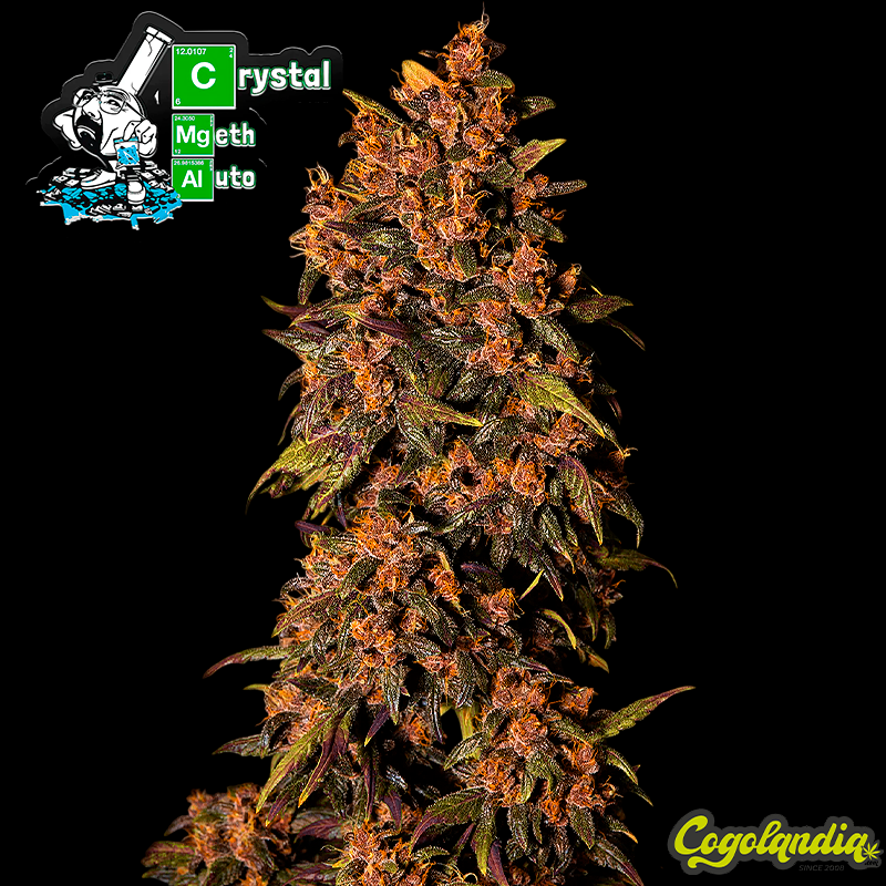 Crystal Meth Auto - Fast Buds Semillas autoflorecientes Crystal Meth Auto - Fast Buds Semillas autoflorecientes