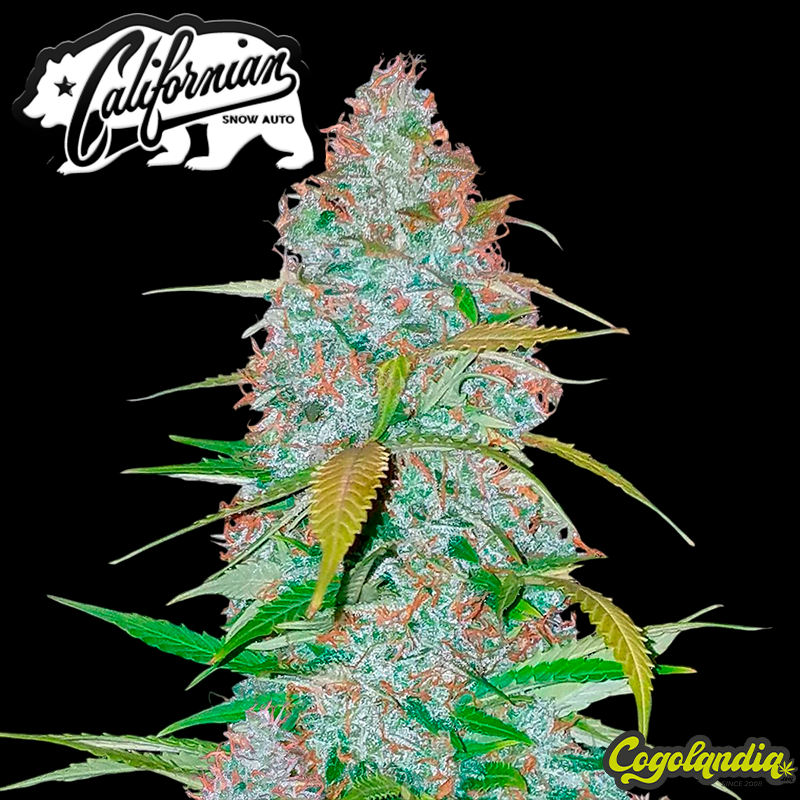 Californian Snow Auto - Fast Buds Semillas autoflorecientes Californian Snow Auto - Fast Buds Semillas autoflorecientes