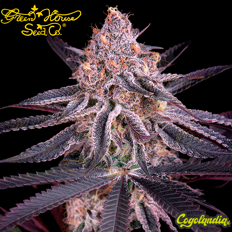 King's Juice - Green House