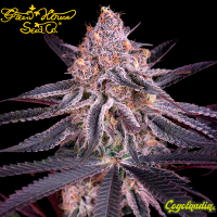 King's Juice - Green House