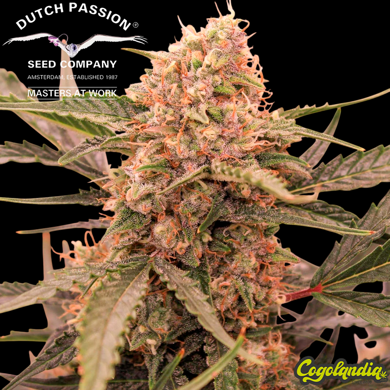 Kerosene Krash Auto - Dutch Passion