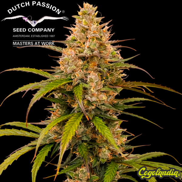 Melonade Runtz Auto - Dutch passion Semillas autoflorecientes