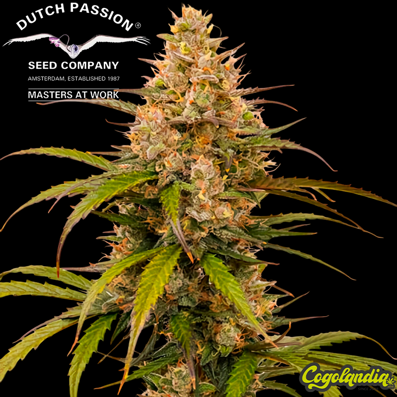 Melonade Runtz Auto - Dutch passion Semillas autoflorecientes