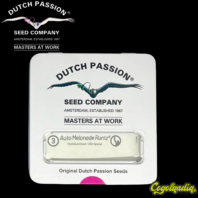 Melonade Runtz Auto - Dutch passion Semillas autoflorecientes
