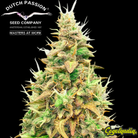 Think Different Auto - Dutch Passion Inicio