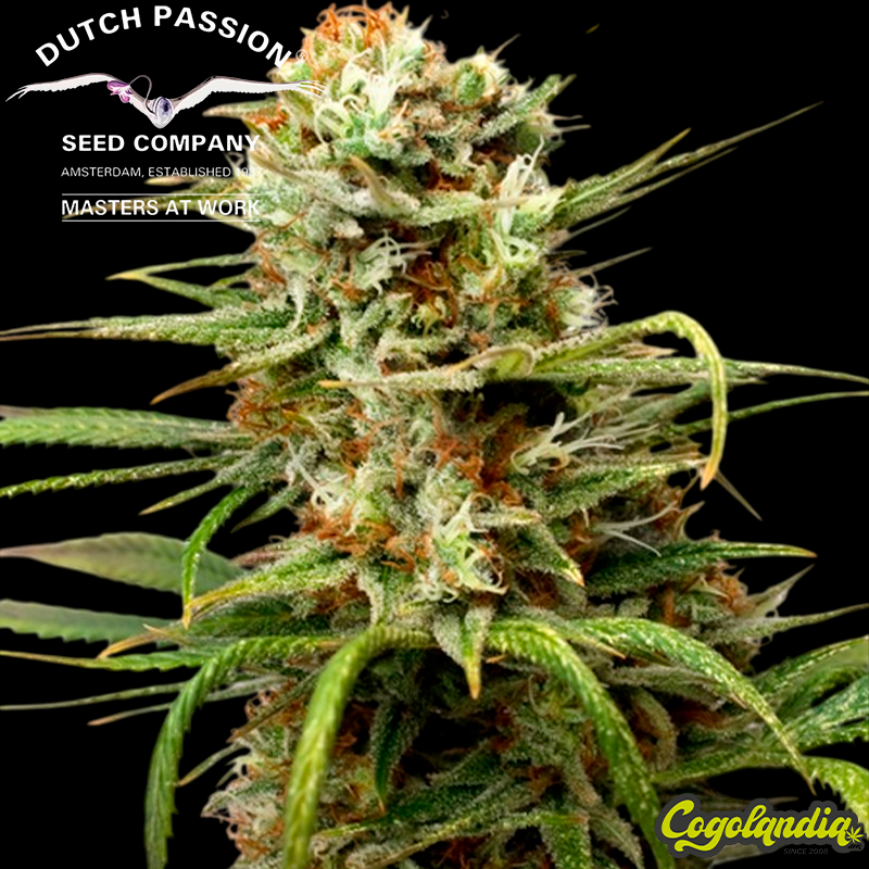 White Widow Auto - Dutch Passion