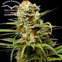 White Widow Auto - Dutch Passion