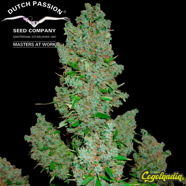 Ultimate Auto - Dutch Passion