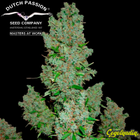 Ultimate Auto - Dutch Passion