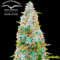 Night Queen Auto - Dutch Passion