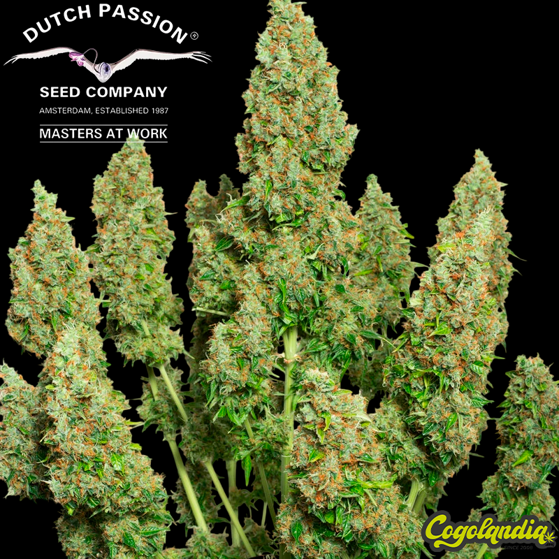 Mazar Auto - Dutch Passion Semillas autoflorecientes