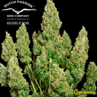 Mazar Auto - Dutch Passion Semillas autoflorecientes