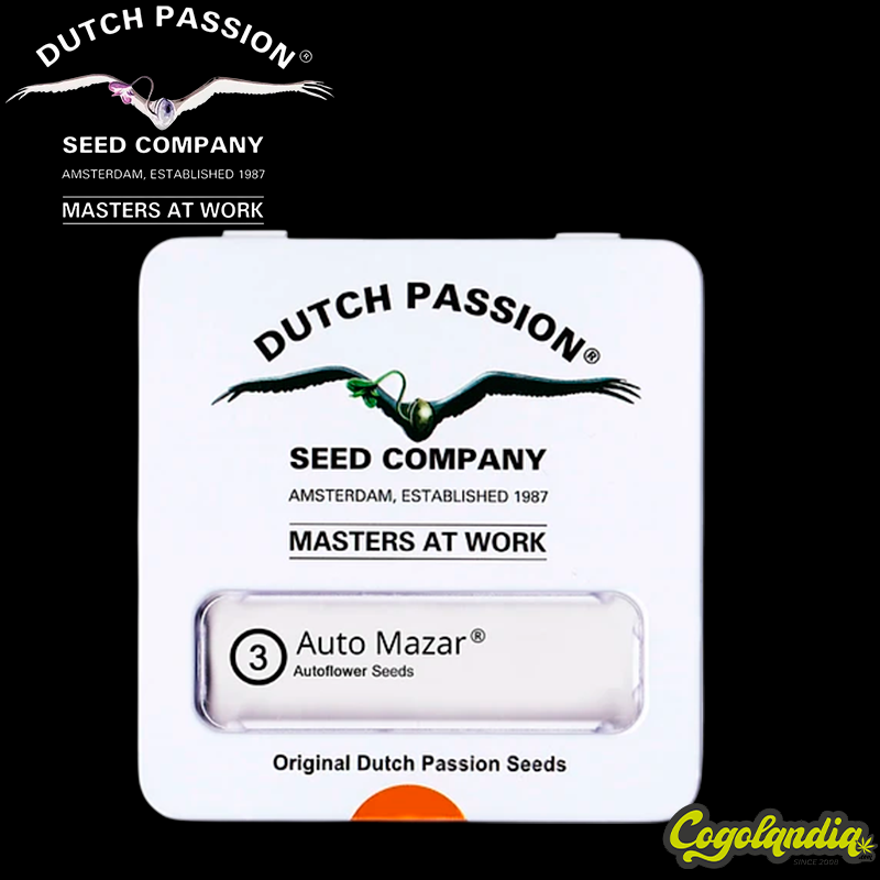 Mazar Auto - Dutch Passion Semillas autoflorecientes