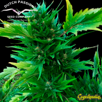 Duck Auto - Dutch Passion