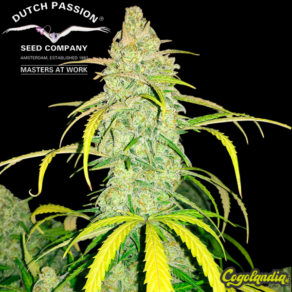 Cinderella Jack Auto - Dutch Passion