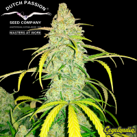 Cinderella Jack Auto - Dutch Passion