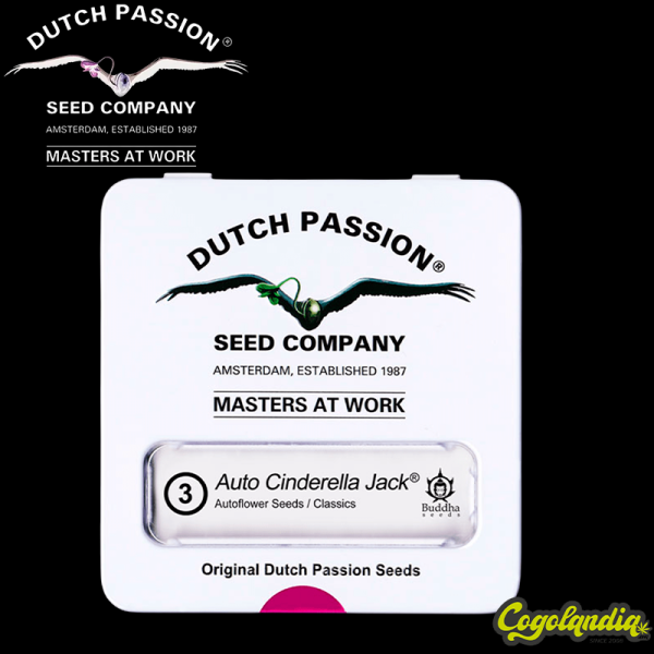 Cinderella Jack Auto - Dutch Passion