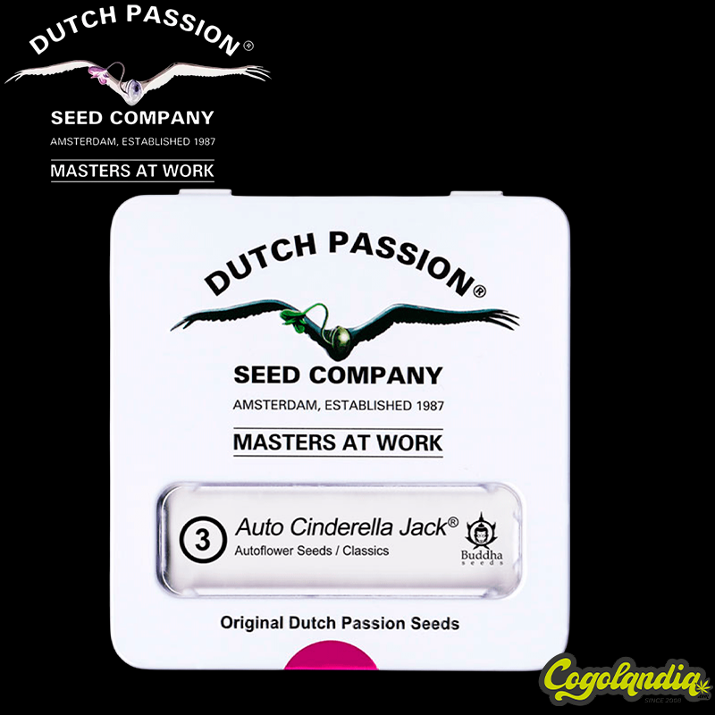 Cinderella Jack Auto - Dutch Passion