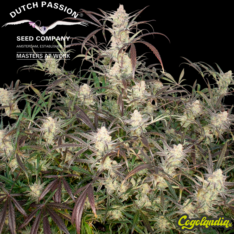 Auto Brooklyn Sunrise - Dutch Passion Semillas autoflorecientes