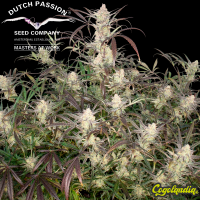 Auto Brooklyn Sunrise - Dutch Passion Semillas autoflorecientes