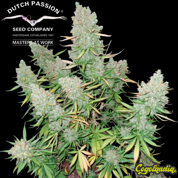 Blueberry Auto - Dutch Passion