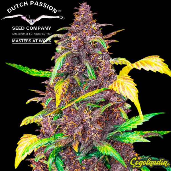 Auto Blackberry Kush - Dutch Passion Semillas autoflorecientes