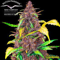 Auto Blackberry Kush - Dutch Passion Semillas autoflorecientes