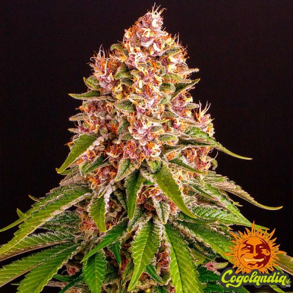 Pink Kush - Barney's Farm