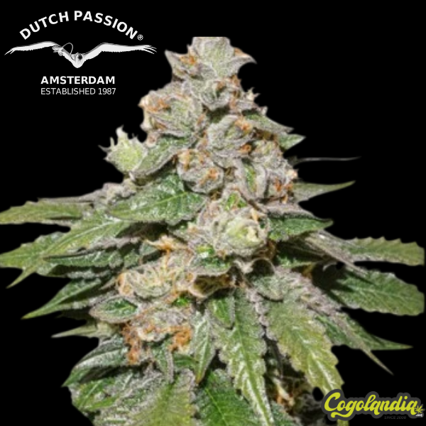 Auto Mokum's Tulip - Dutch Passion 