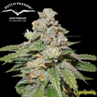 Auto Mokum's Tulip - Dutch Passion 