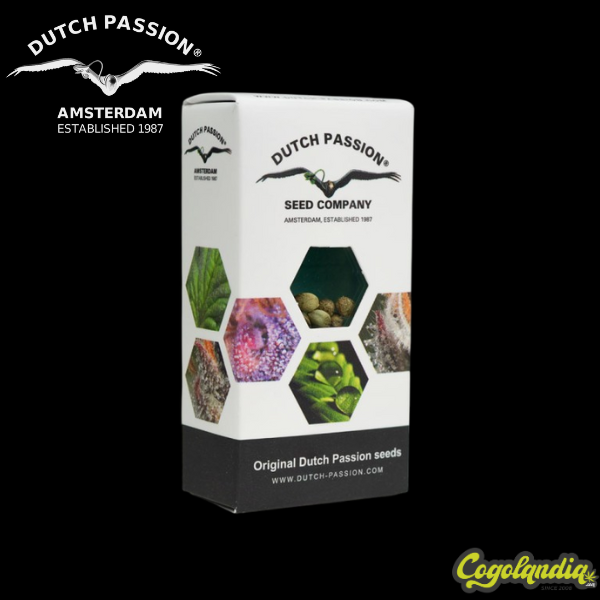 Auto Mokum's Tulip - Dutch Passion 
