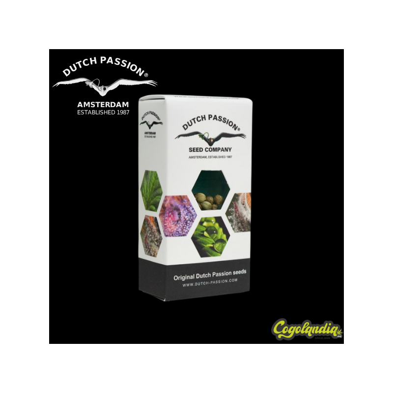 Auto Mokum's Tulip - Dutch Passion 