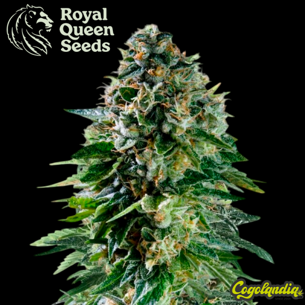 Corkscrew Auto - Royal Queen Seeds x Tyson 2.0