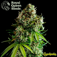 NYC Sour D Auto - Royal Queen Seeds x Tyson 2.0
