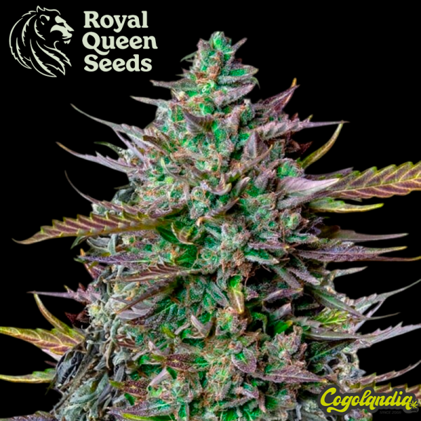 GOAT'lato Auto - Royal Queen Seeds x Tyson 2.0 