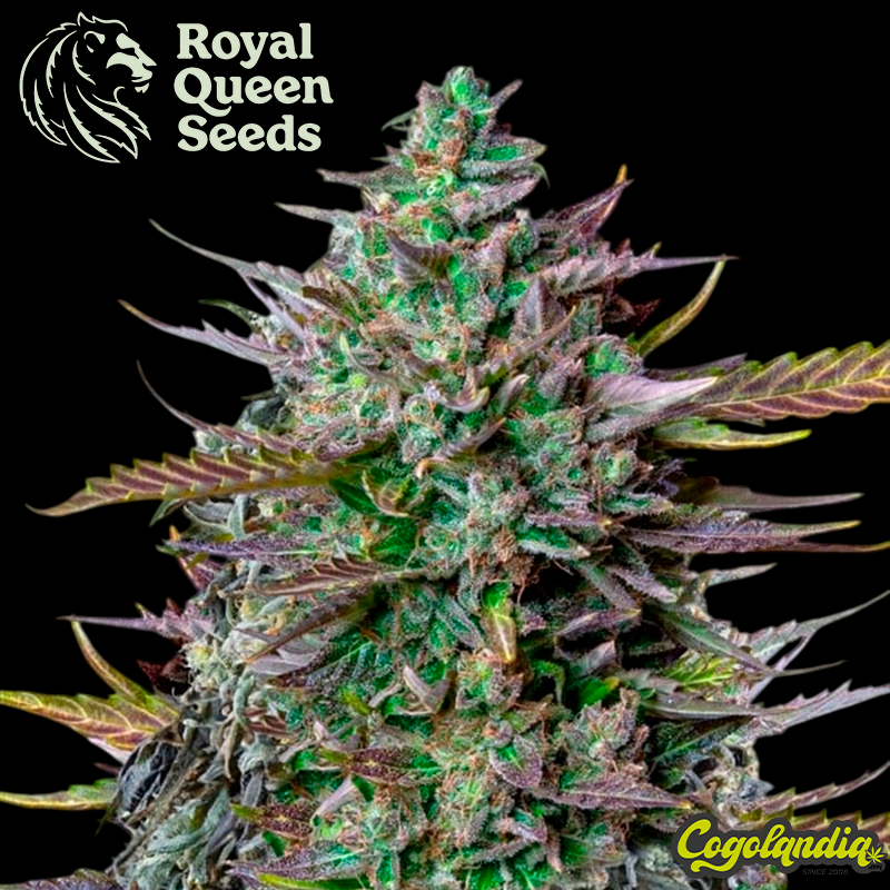 GOAT'lato Auto - Royal Queen Seeds x Tyson 2.0 