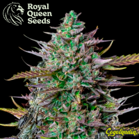 GOAT'lato Auto - Royal Queen Seeds x Tyson 2.0 