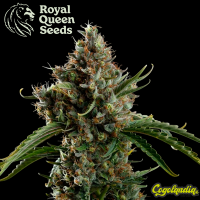 Diesel Auto - Royal Queen Seeds Semillas autoflorecientes