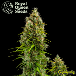 Royal Jack Auto