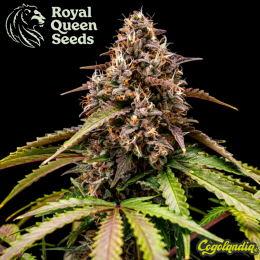 White Widow Auto - Royal Queen Seeds Semillas autoflorecientes