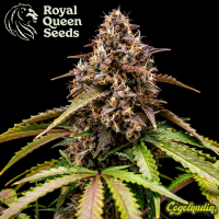 White Widow Auto - Royal Queen Seeds Semillas autoflorecientes