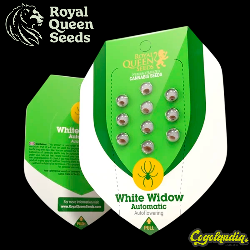 White Widow Auto - Royal Queen Seeds Semillas autoflorecientes
