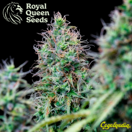 Amnesia Haze Auto - Royal Queen Seeds Semillas autoflorecientes