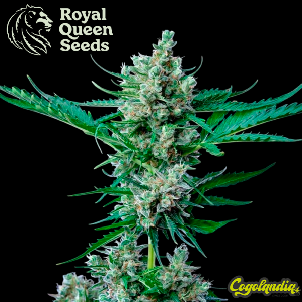 Royal Bluematic - Royal Queen Seeds Semillas autoflorecientes