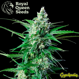 Royal Ak Auto - Royal Queen Seeds Semillas autoflorecientes