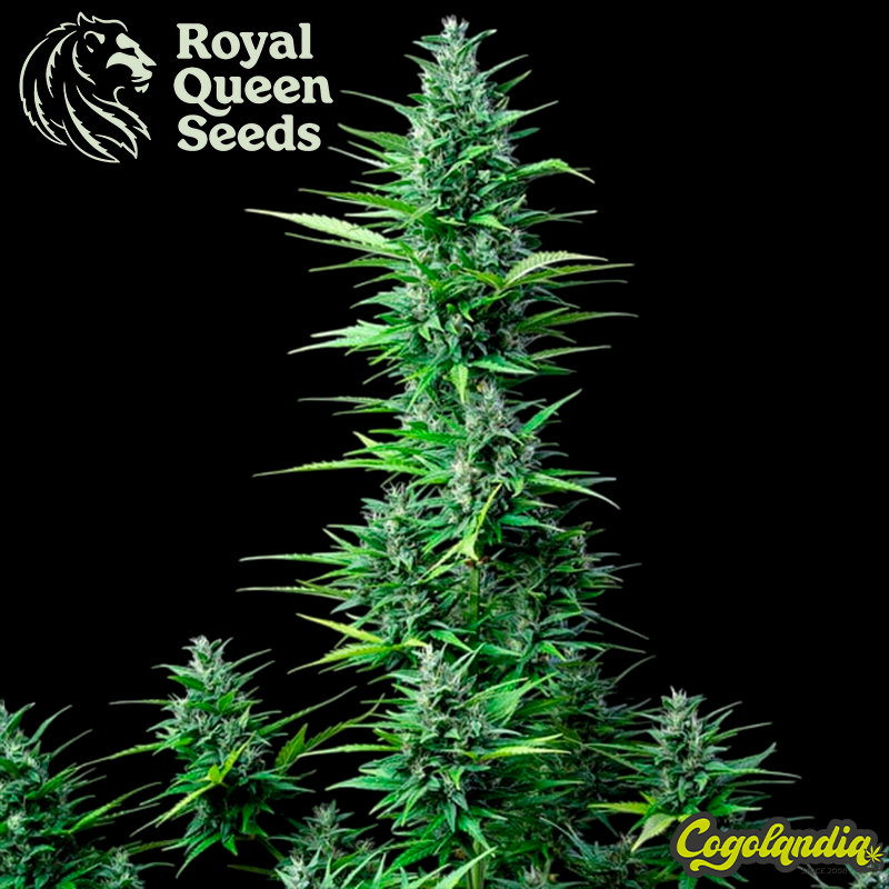 Royal Haze Auto - Royal Queen Seeds Semillas autoflorecientes