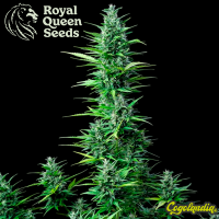 Royal Haze Auto - Royal Queen Seeds Semillas autoflorecientes