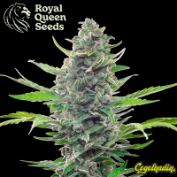 Royal Critical Auto - Royal Queen Seeds Semillas