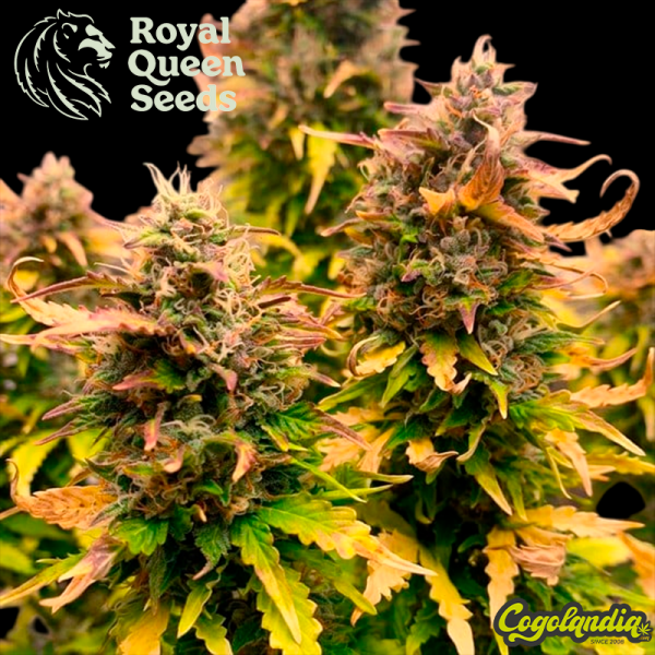 Royal Kush Auto - Royal Queen Seeds Semillas autoflorecientes