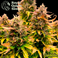 Royal Kush Auto - Royal Queen Seeds Semillas autoflorecientes